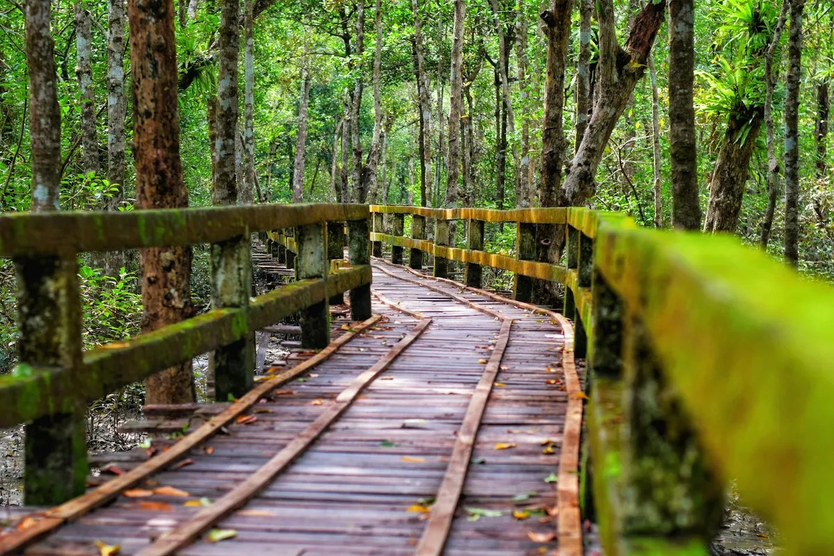Explore the scenic wooden walkway in the lush Sundarbans mangrove forest, Bangladesh.