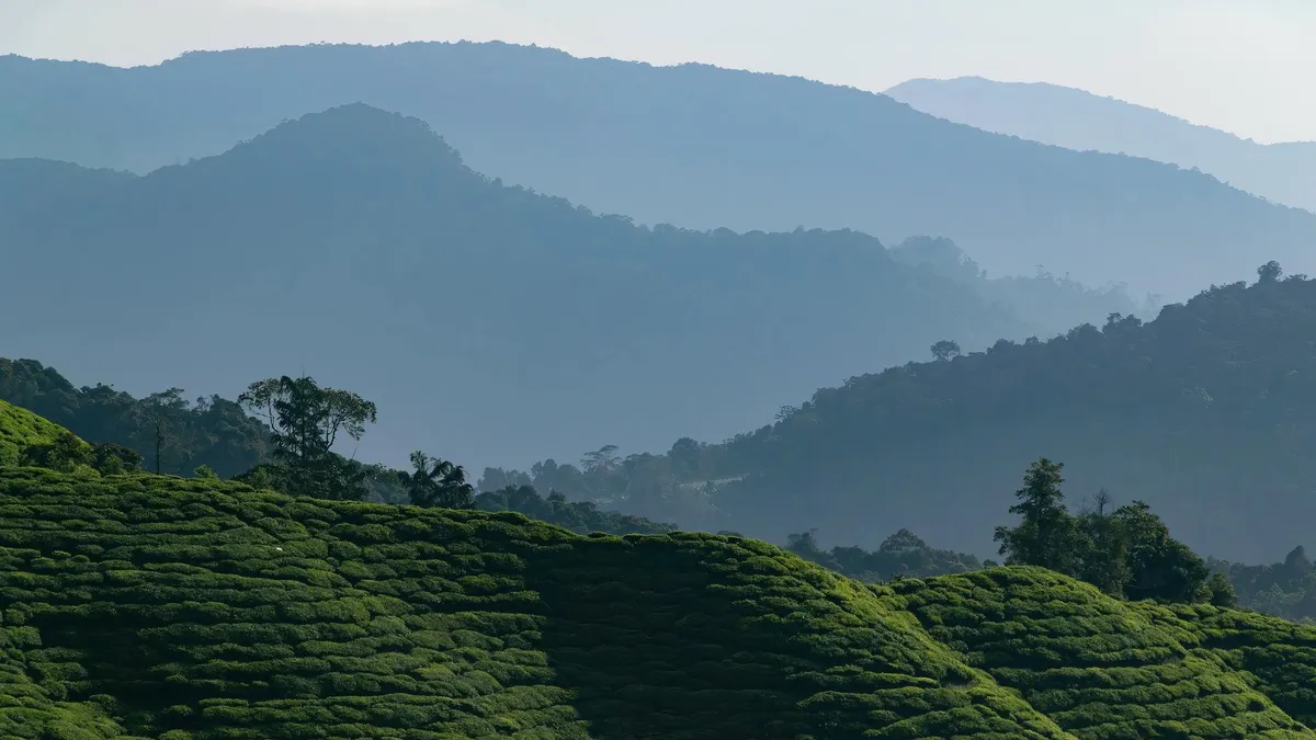 Scenic view of verdant tea fields in Cameron Highlands, Malaysia with misty mountain ranges.