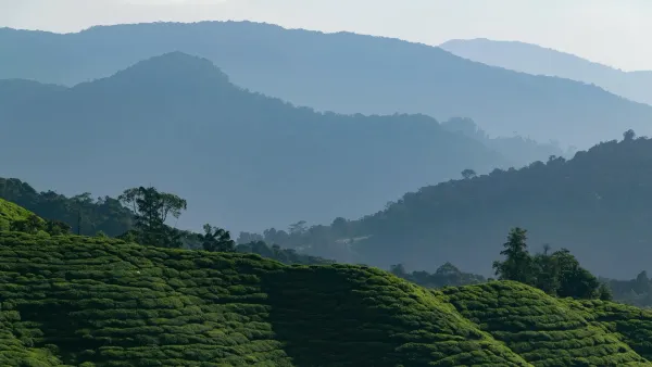 Explore in Cameron Highlands