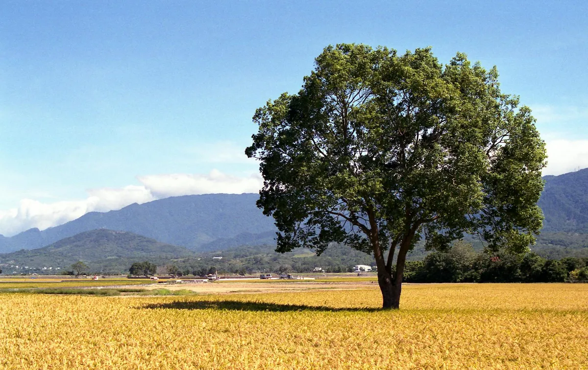 Solitary tree in a golden rice field with mountains in Hualien, Taiwan.