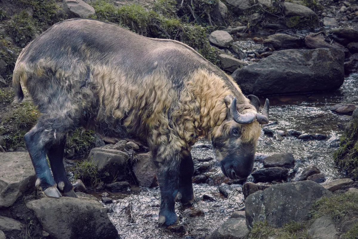 Motithang Takin Preserve feature