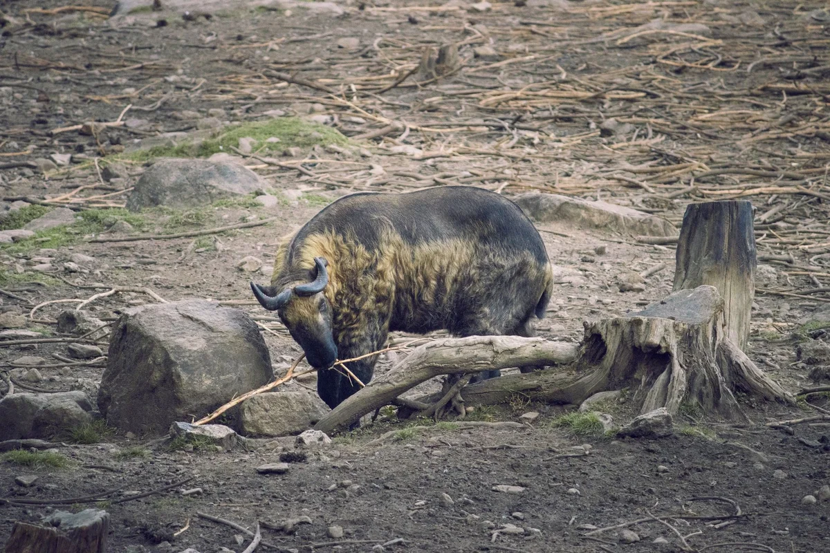 Motithang Takin Preserve view 1