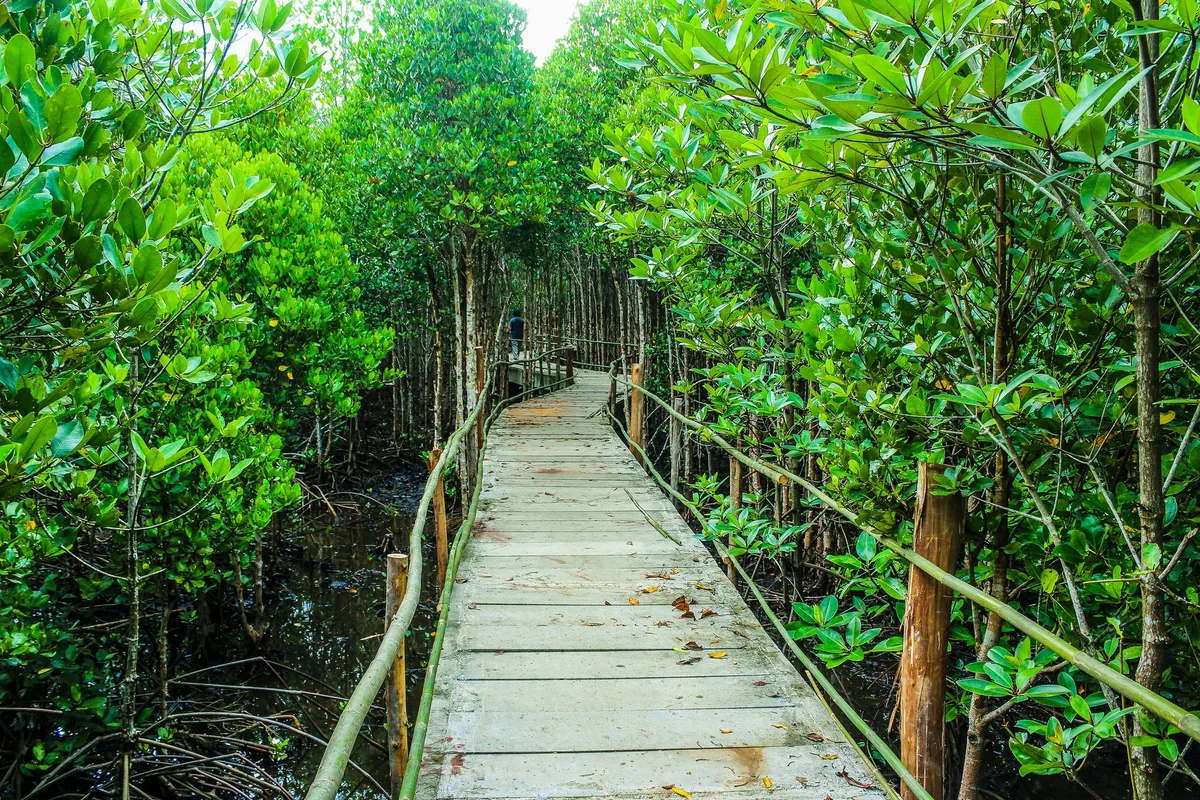 Pulau Selirong Forest Recreation Park view 1