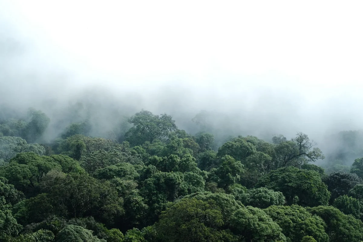 Ulu Temburong National Park feature