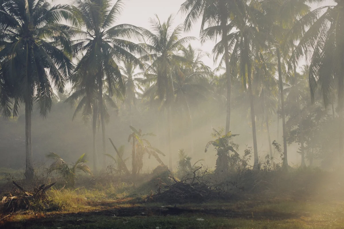 Koh Rong Jungle Trail feature