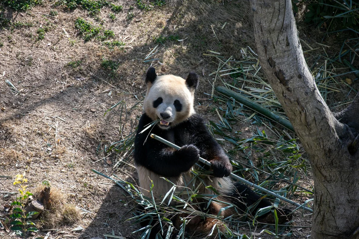 Chengdu Research Base of Giant Panda Breeding feature