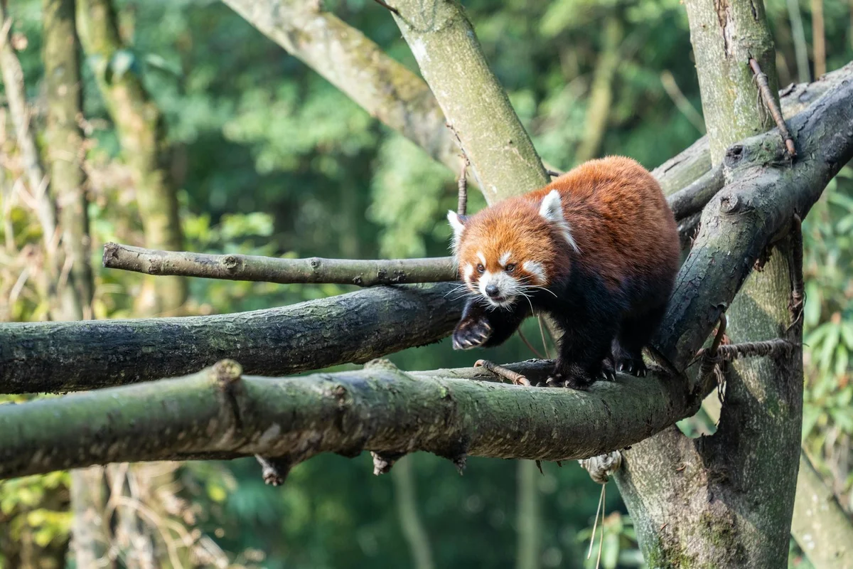 Chengdu Research Base of Giant Panda Breeding view 1
