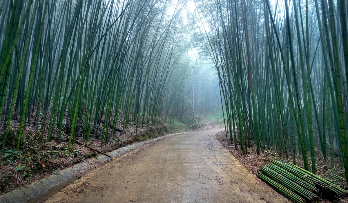 Chengdu Research Base of Giant Panda Breeding view 2