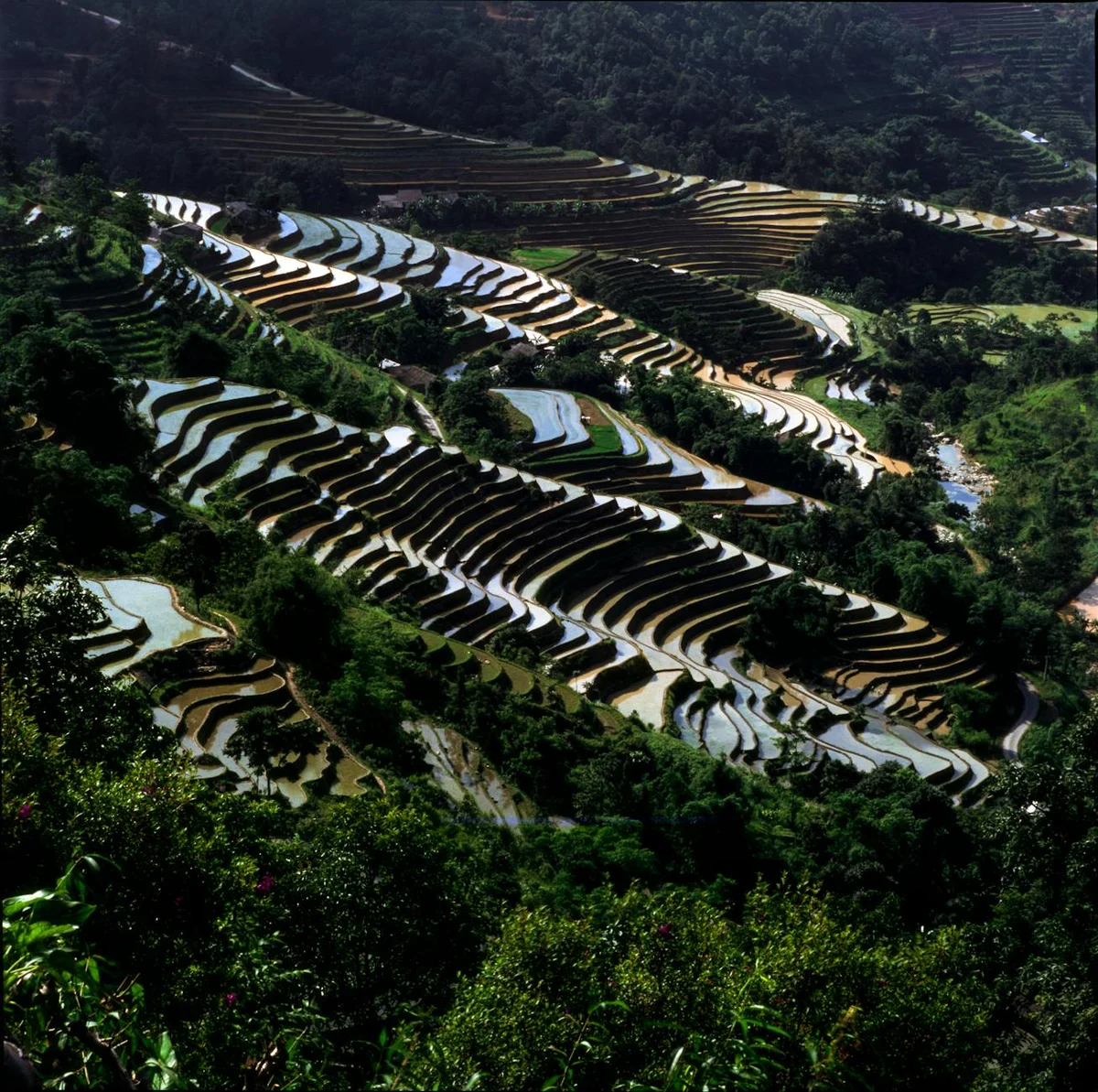 Longji Rice Terraces feature