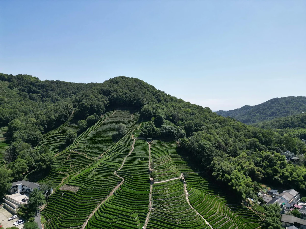 Longjing Tea Plantation feature