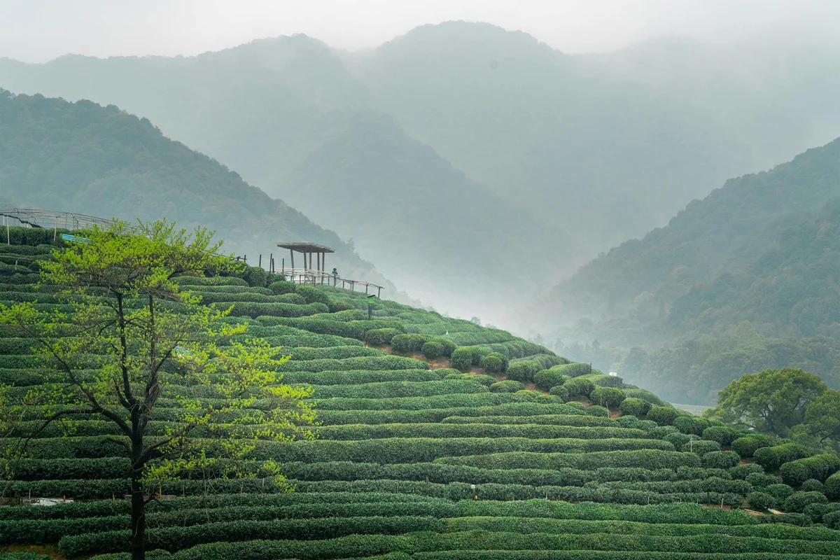Longjing Tea Plantation view 1