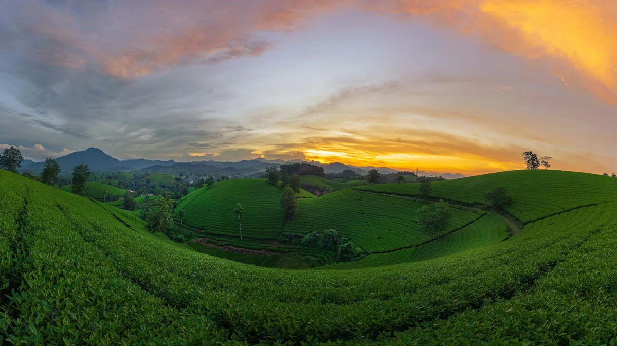 Longjing Tea Plantation view 2