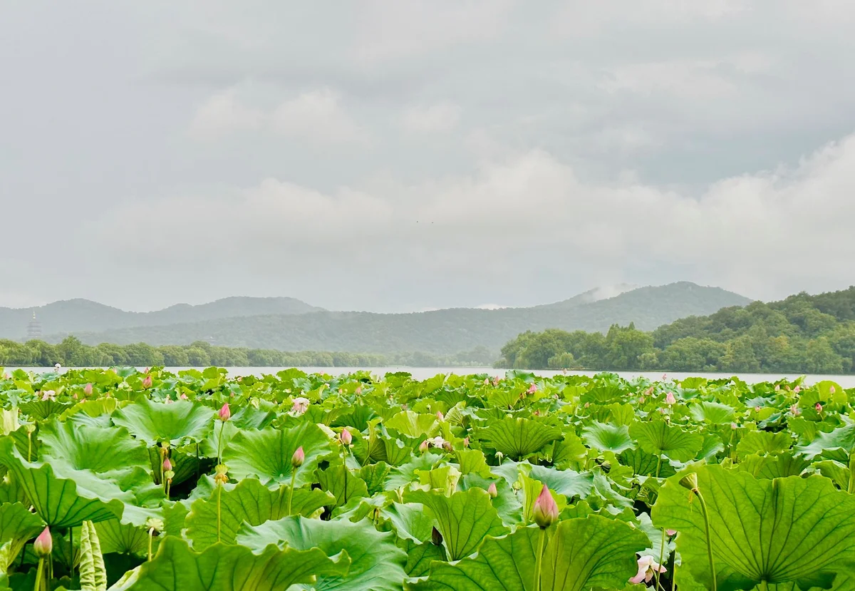 Breeze-Ruffled Lotus view 2