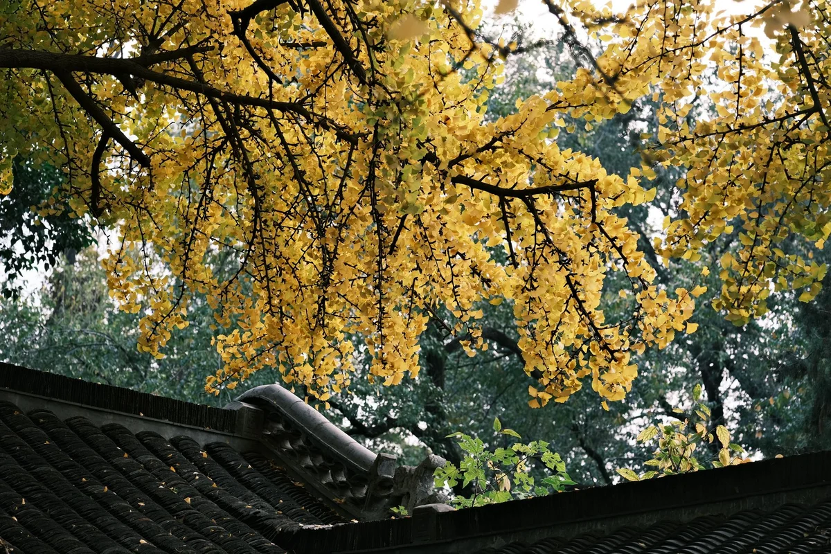 Hongluo Temple view 2