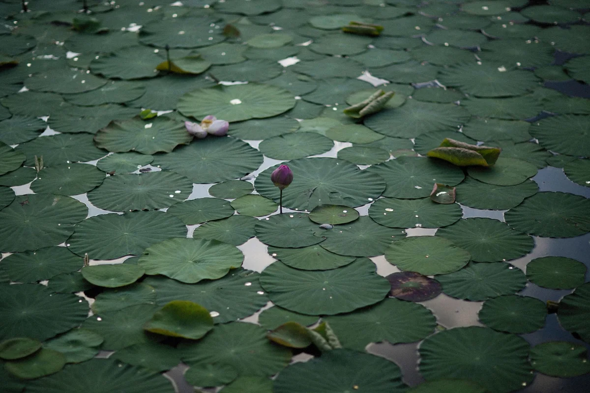 Huanhuaxi Park view 1