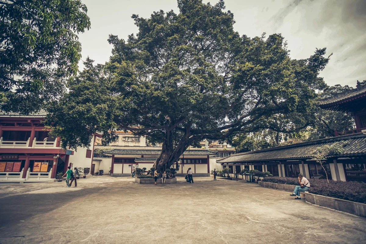 Temple Of The Six Banyan Trees view 2