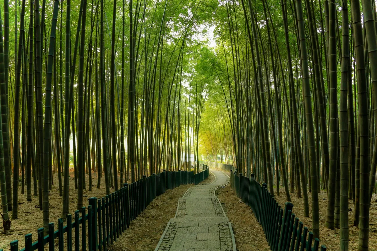 Yunqi Bamboo Path view 1