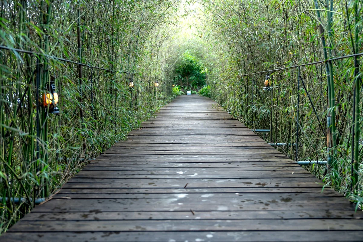 Yunqi Bamboo Path feature