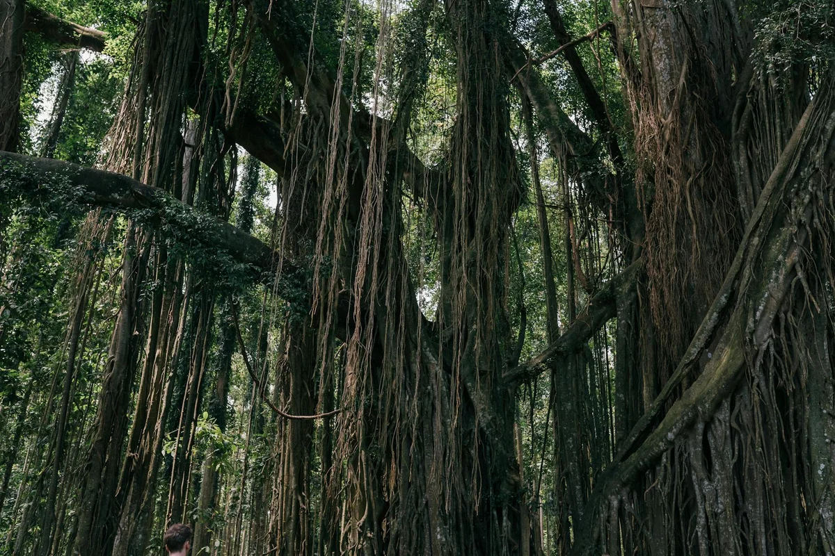 Sacred Monkey Forest Sanctuary view 1