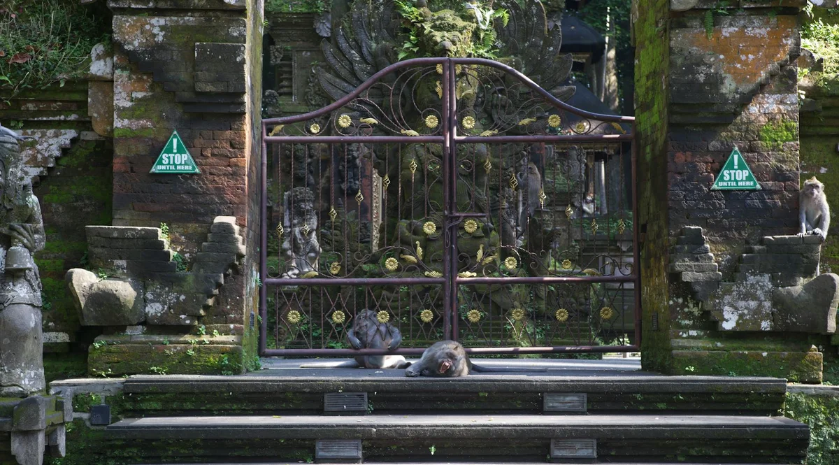 Sacred Monkey Forest Sanctuary feature