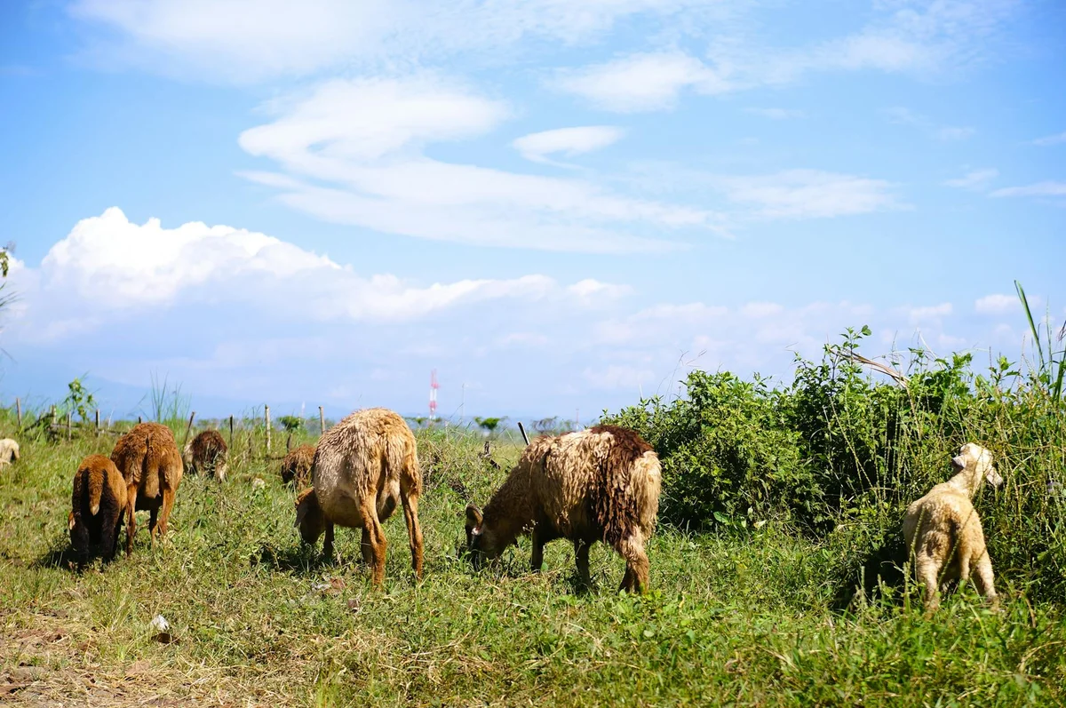 Farmhouse Susu Lembang view 2