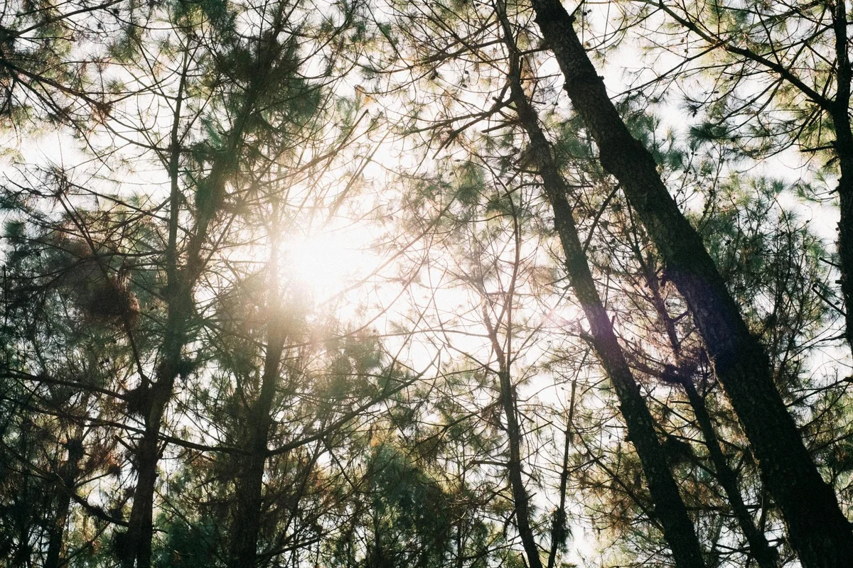 Djuanda Forest Park view 1