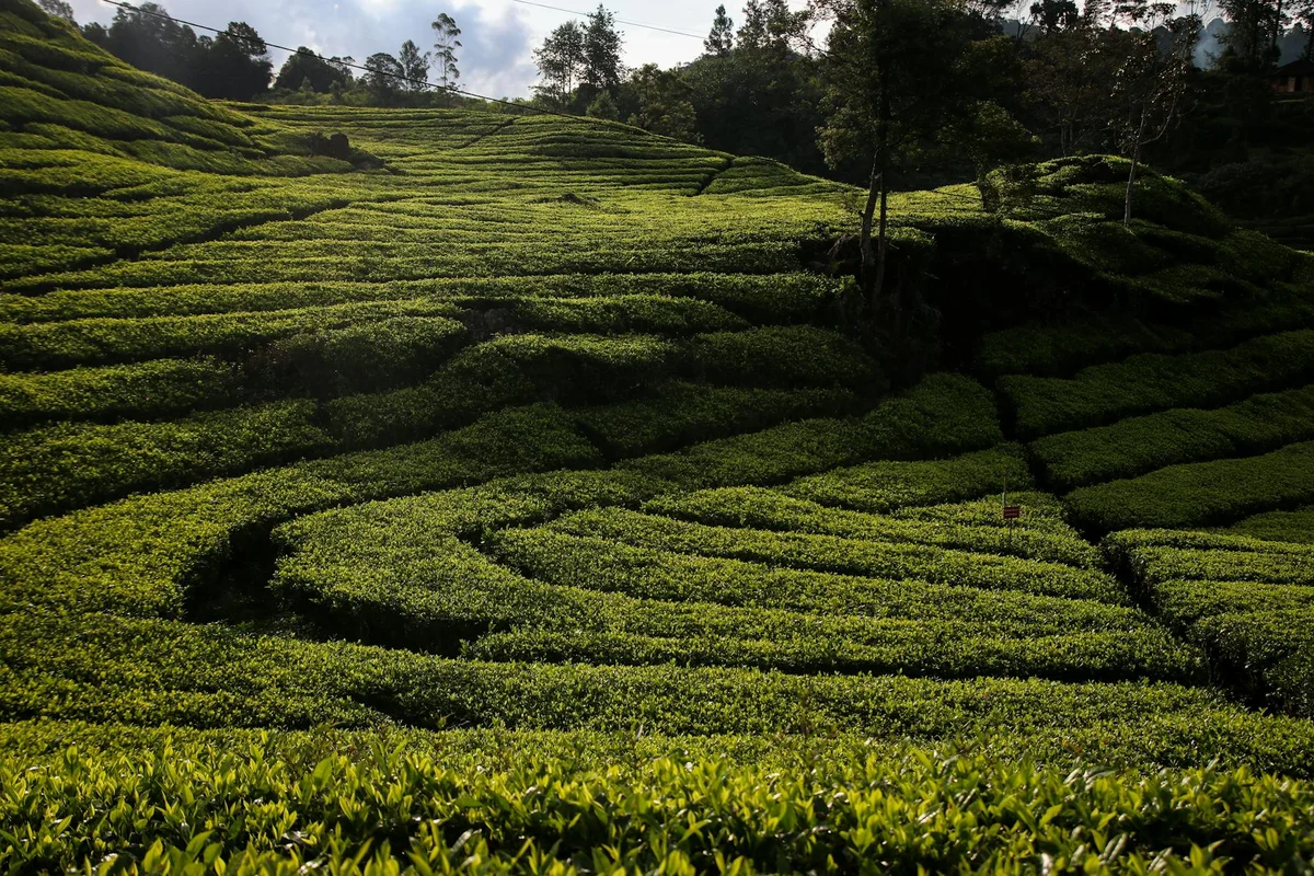 Situ Patenggang view 2