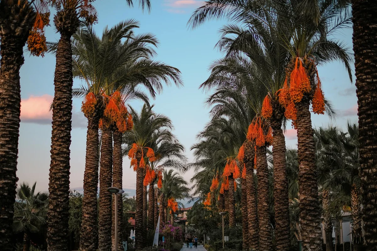 Jalur Pedestrian Batam Center feature