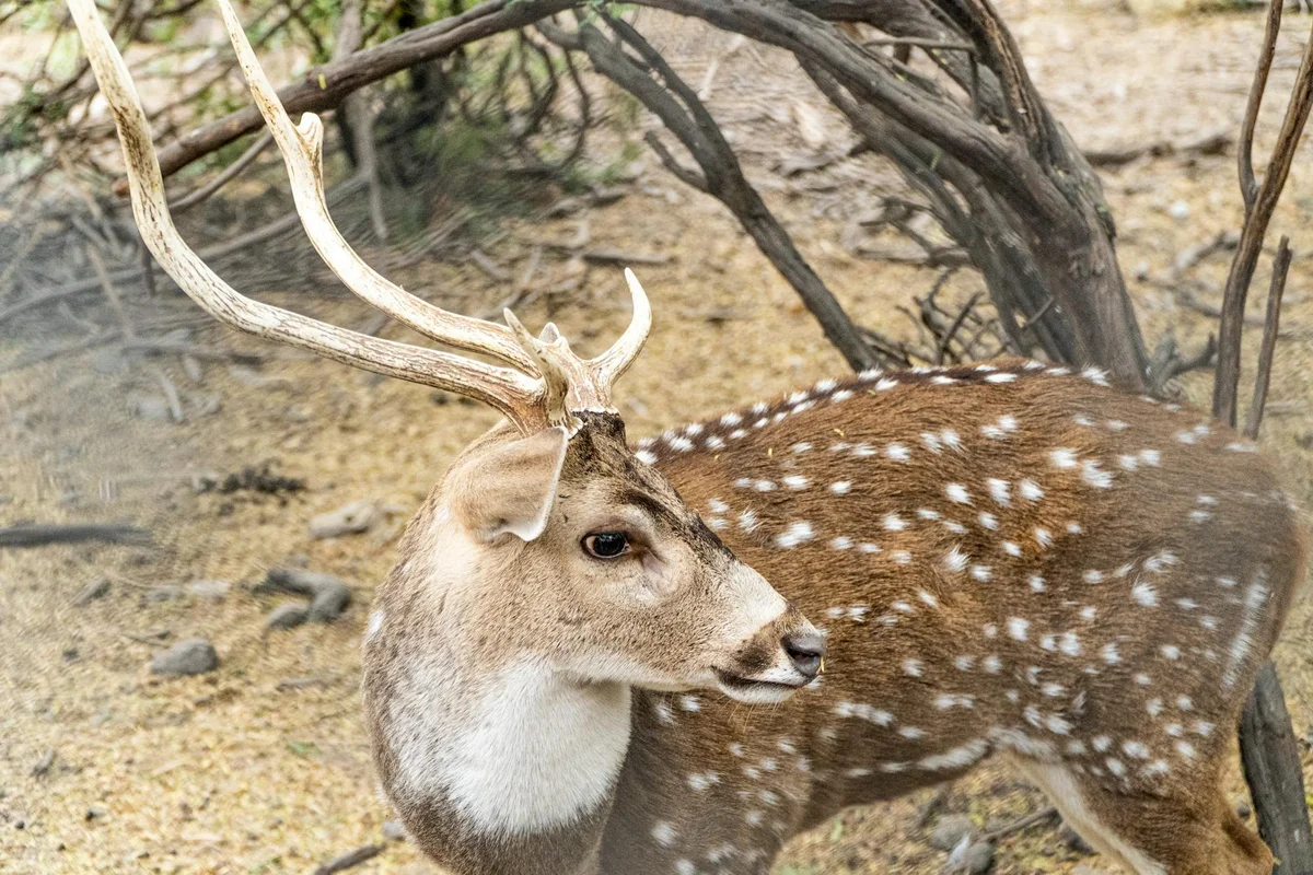 Bidadari Island view 1