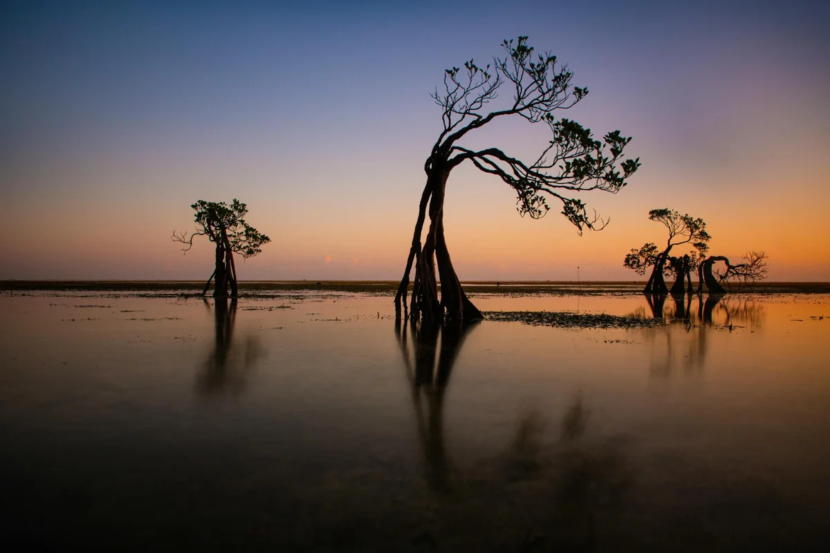 Mangrove Mengkuse feature