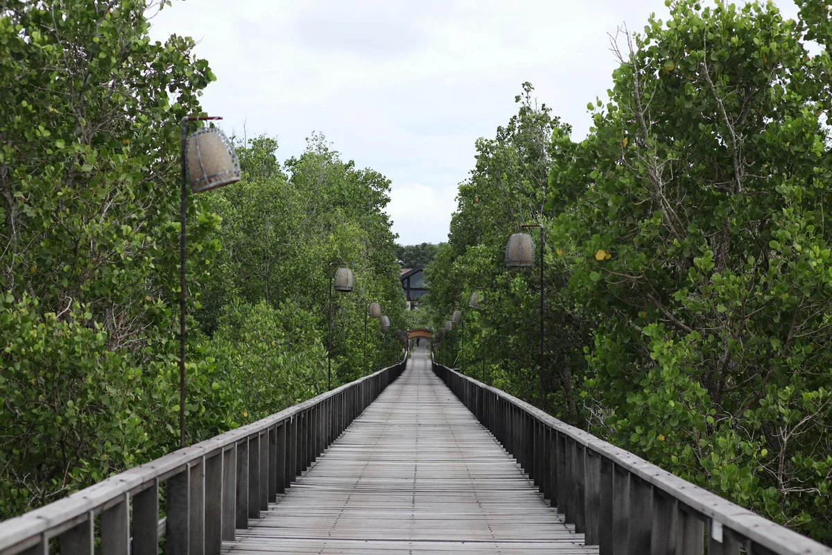 Mangrove Mengkuse view 1