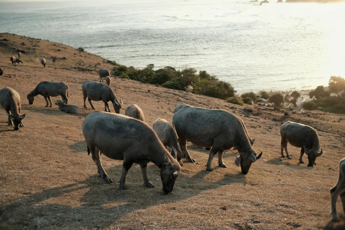 Kuta Mandalika Beach view 2