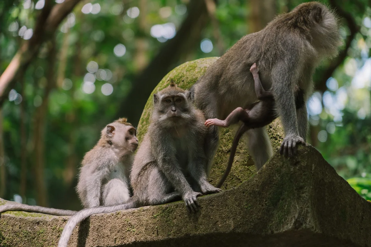 Sacred Monkey Forest Sanctuary view 2