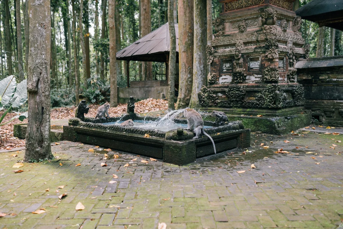 Sacred Monkey Forest Sanctuary view 1