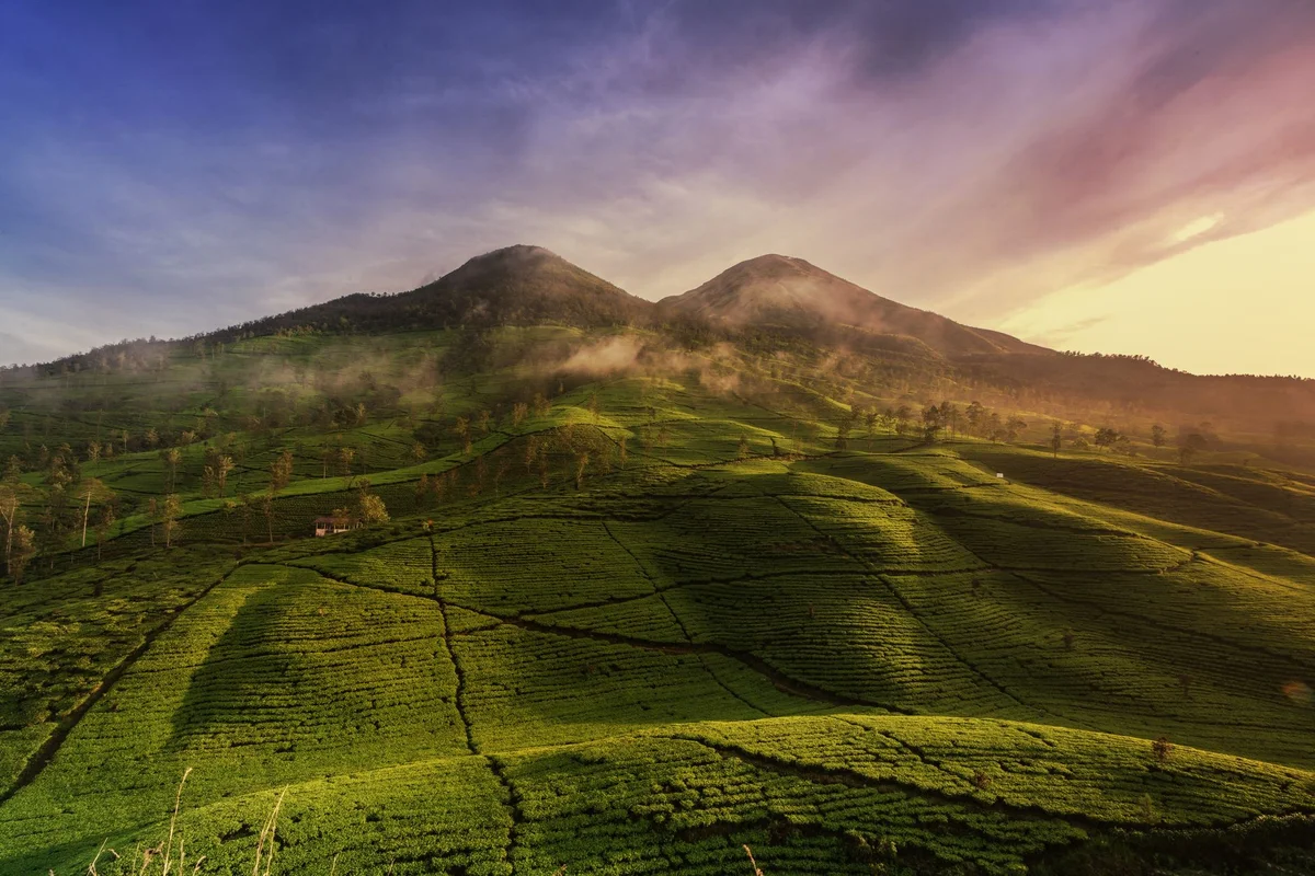 Sukawana Tea Plantation feature