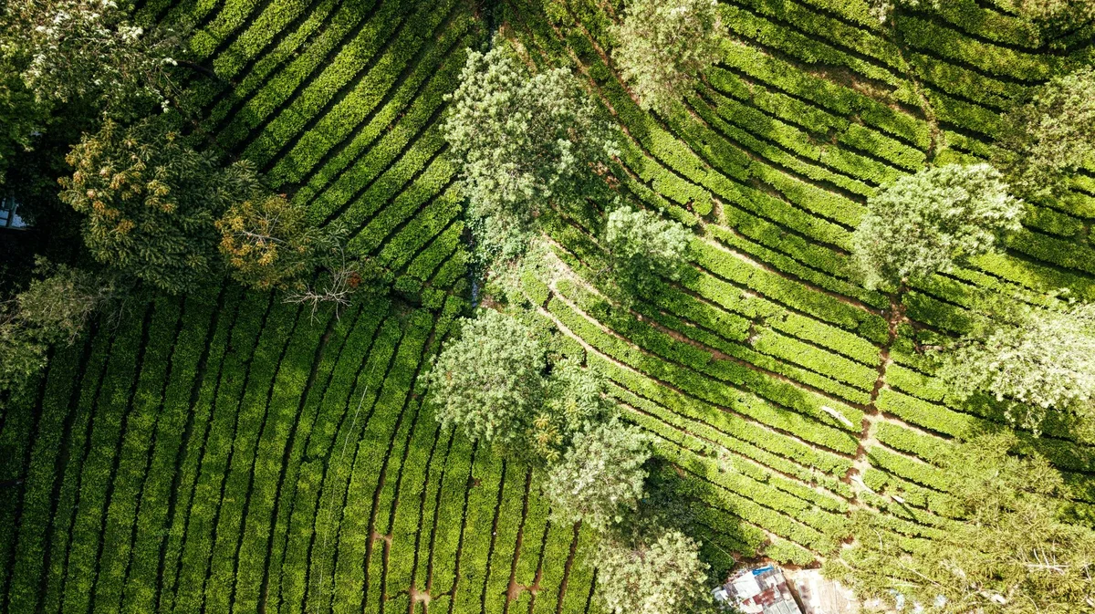 Sukawana Tea Plantation view 1