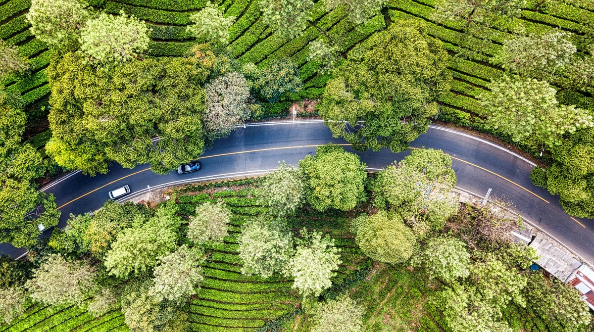 Sukawana Tea Plantation view 2