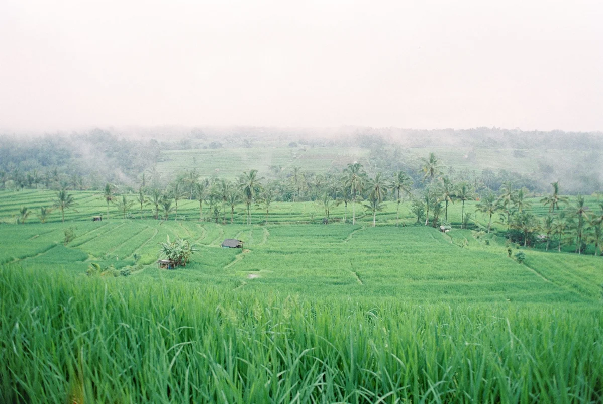 Tegalalang Rice Terrace view 2