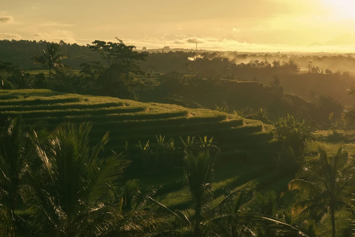 Tegalalang Rice Terrace view 1