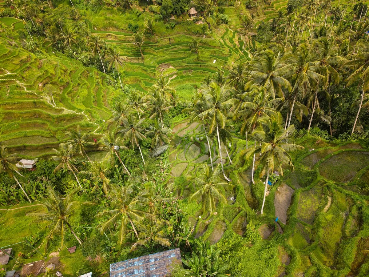 Tegallalang Rice Terraces feature