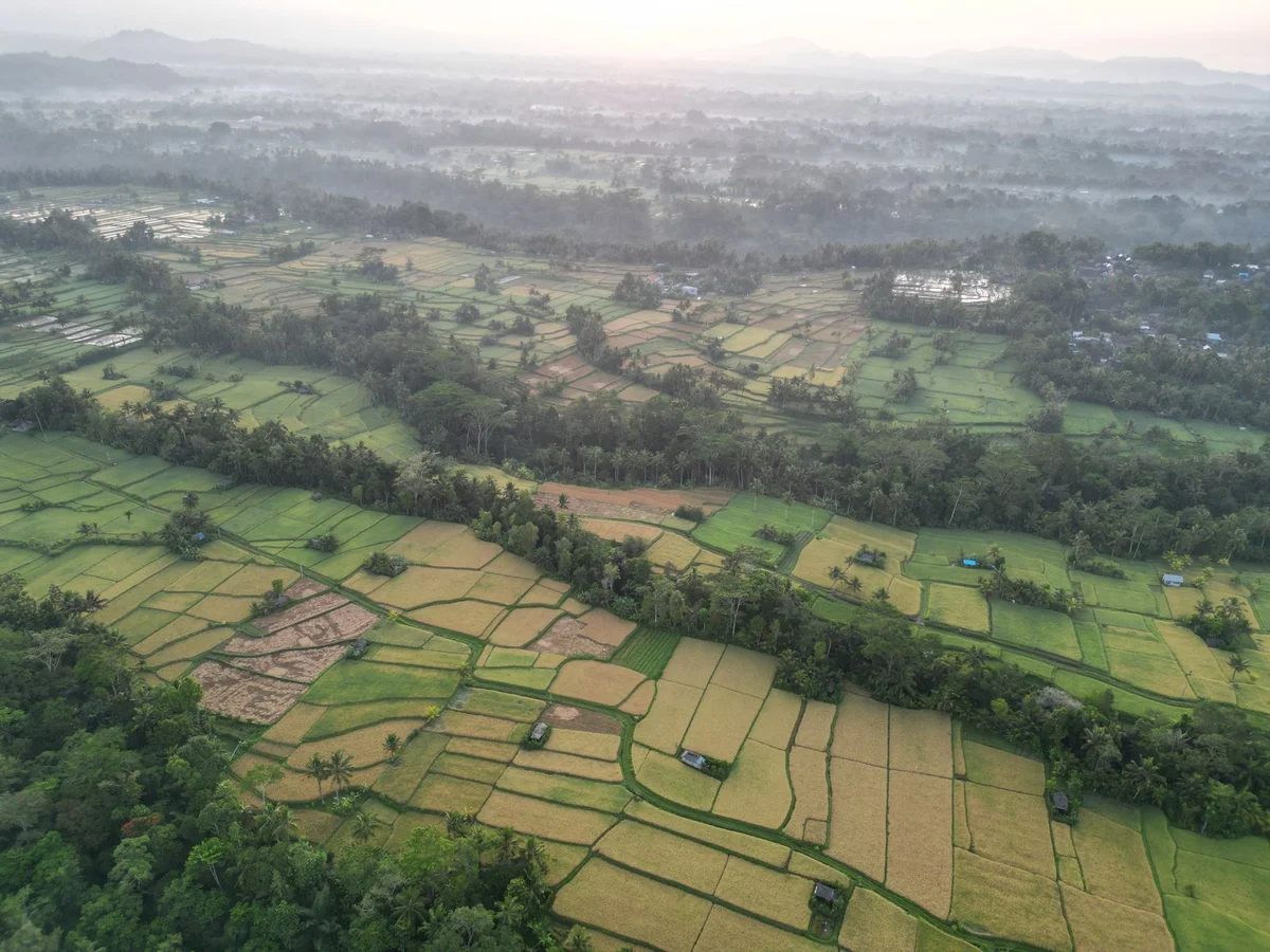 Tegallalang Rice Terraces feature