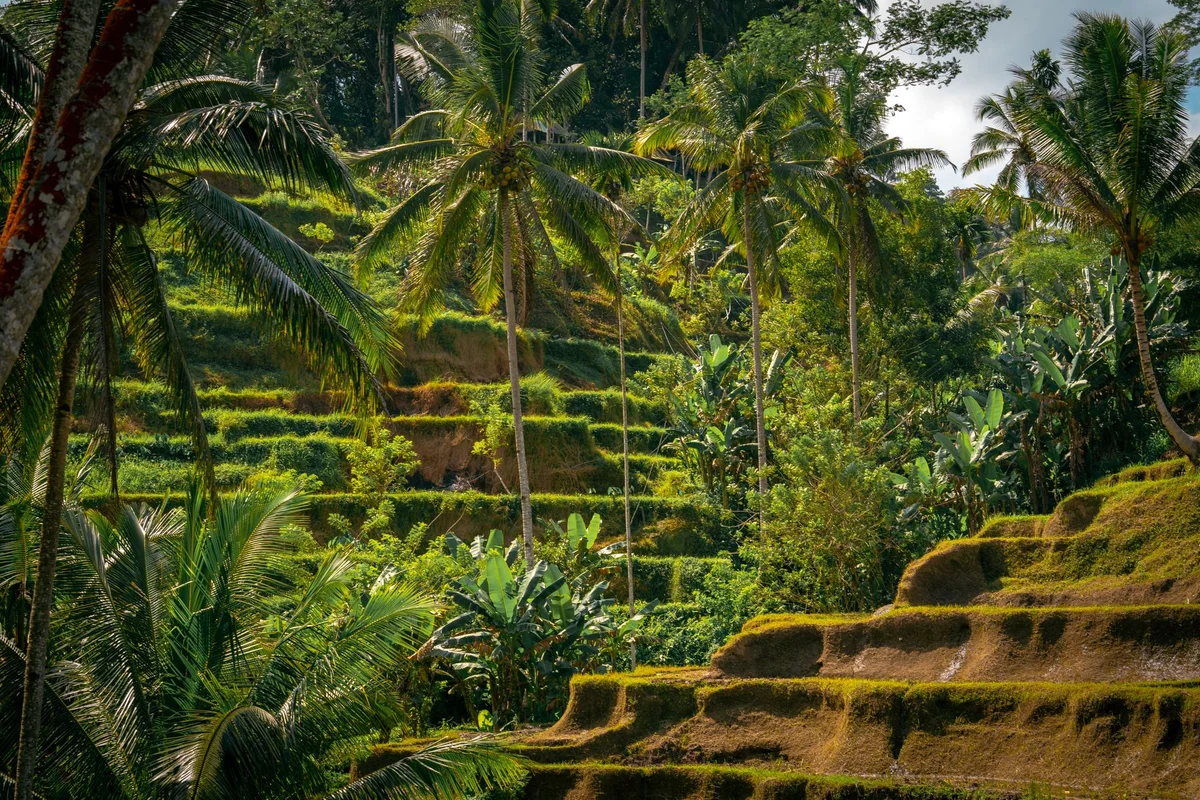 Tegallalang Rice Terraces view 2