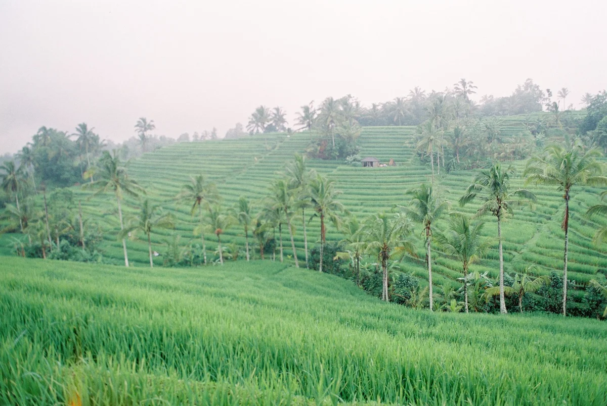Tegallalang Rice Terraces view 1