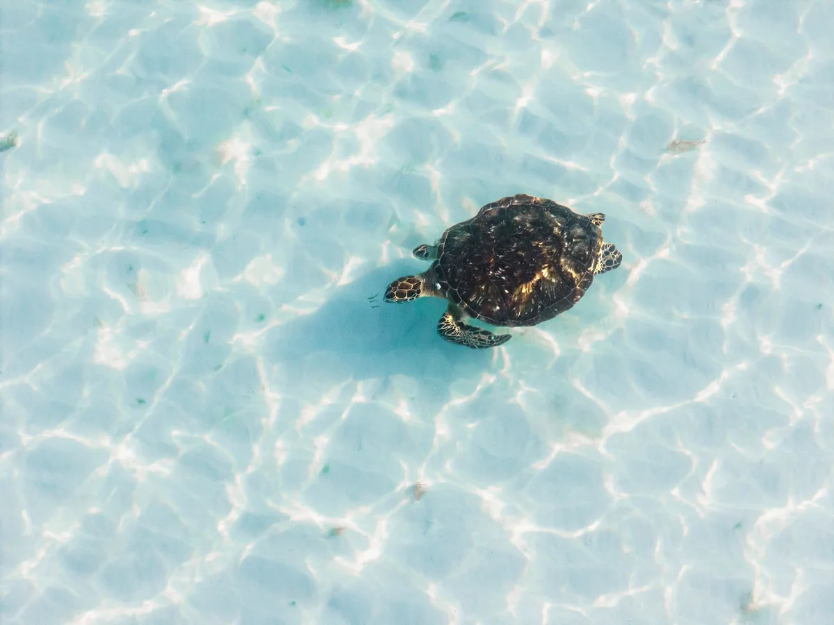 Turtle Point Gili Trawangan view 1