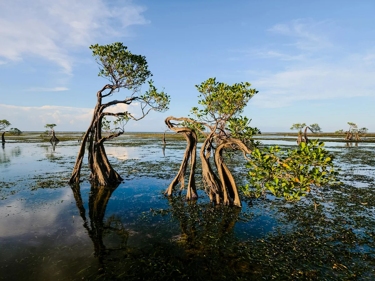 Pulau Selirong Forest Recreation Park view 2