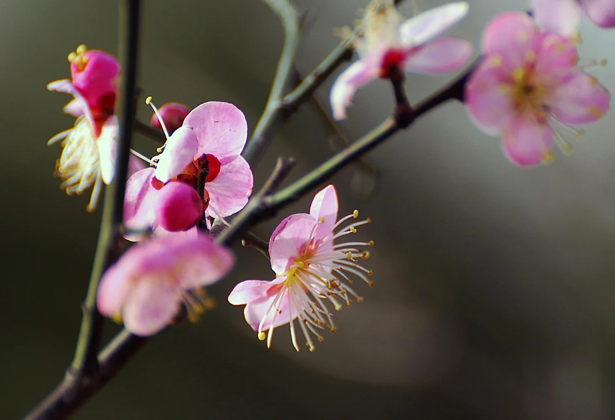 Dazaifu Tenmangu Shrine view 1