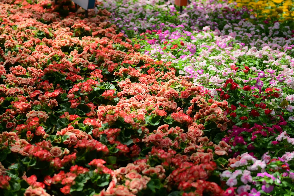 Hiroshima City Botanical Garden view 2