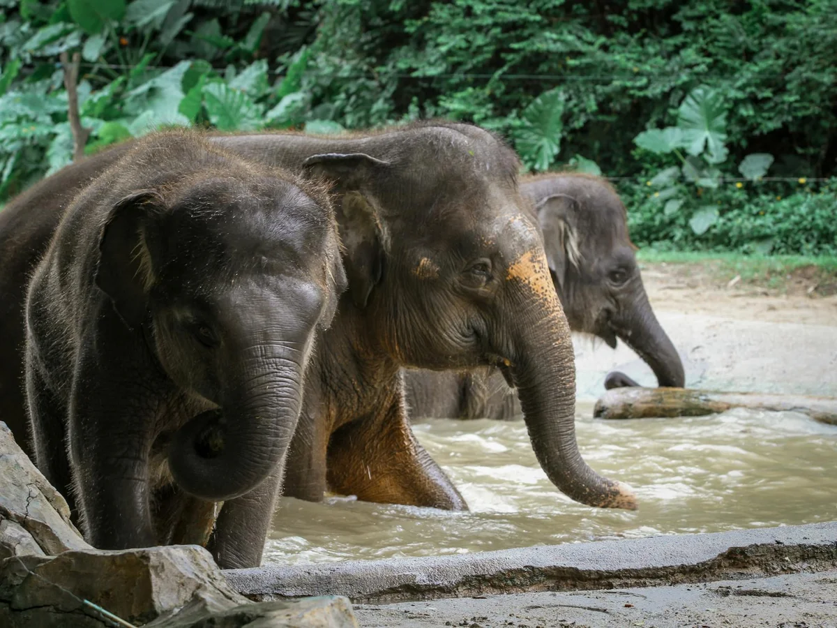 Hiroshima City Asa Zoological Park view 2