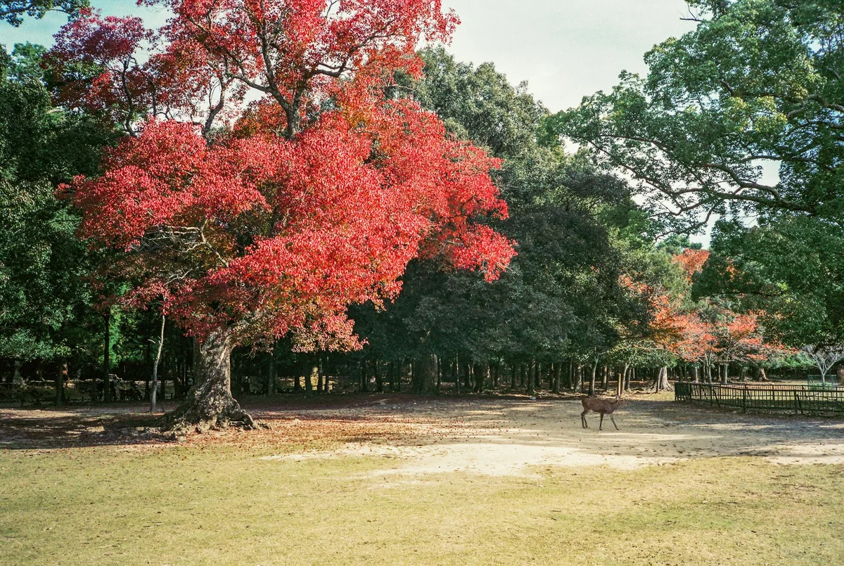 Momijidani Park view 1