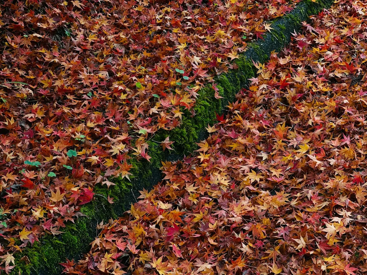 Momijidani Park view 2